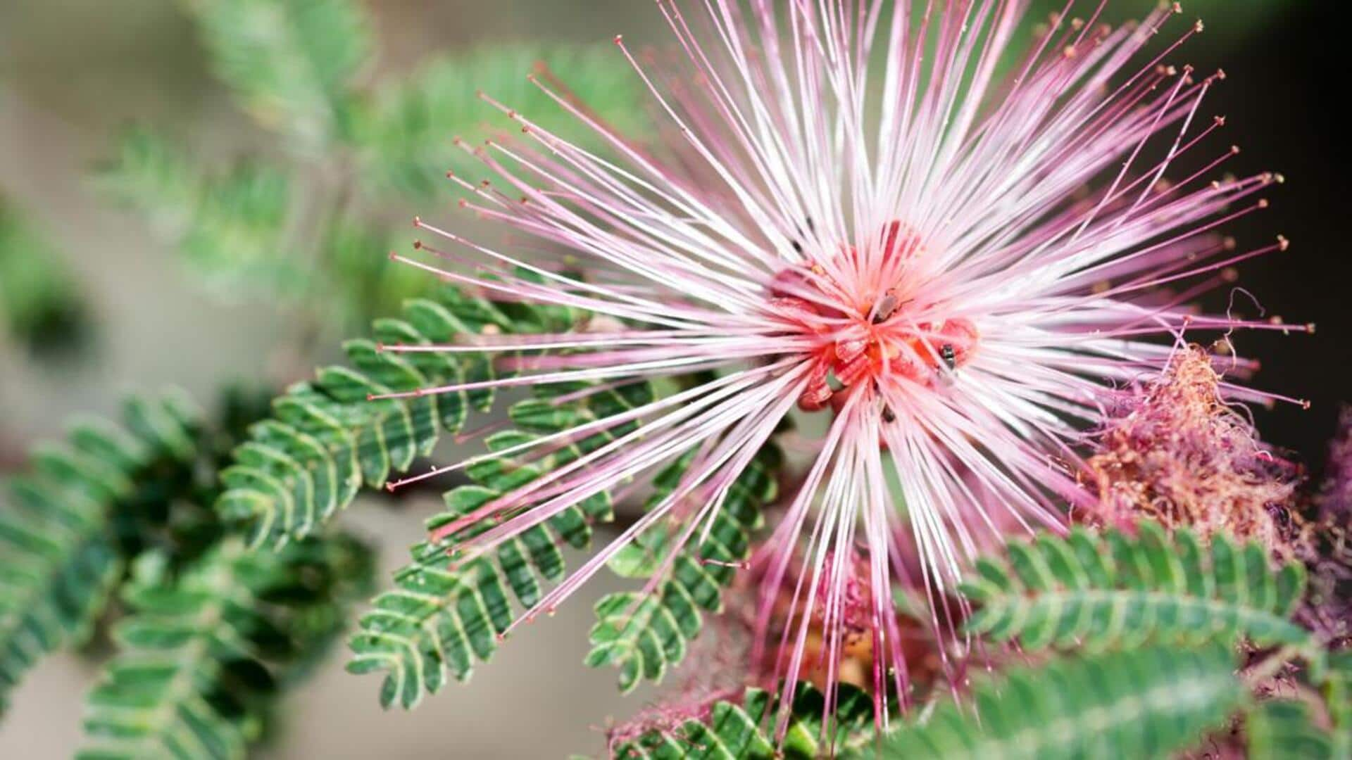 Tips to take care of your fairy duster plants