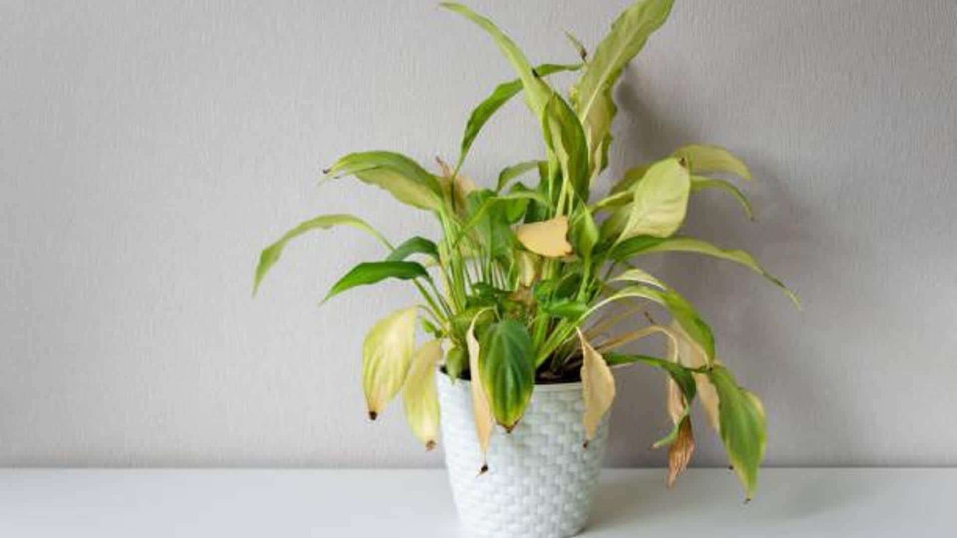 Struggling with sagging plants? Try this hack Struggling with sagging plants? Try this hack