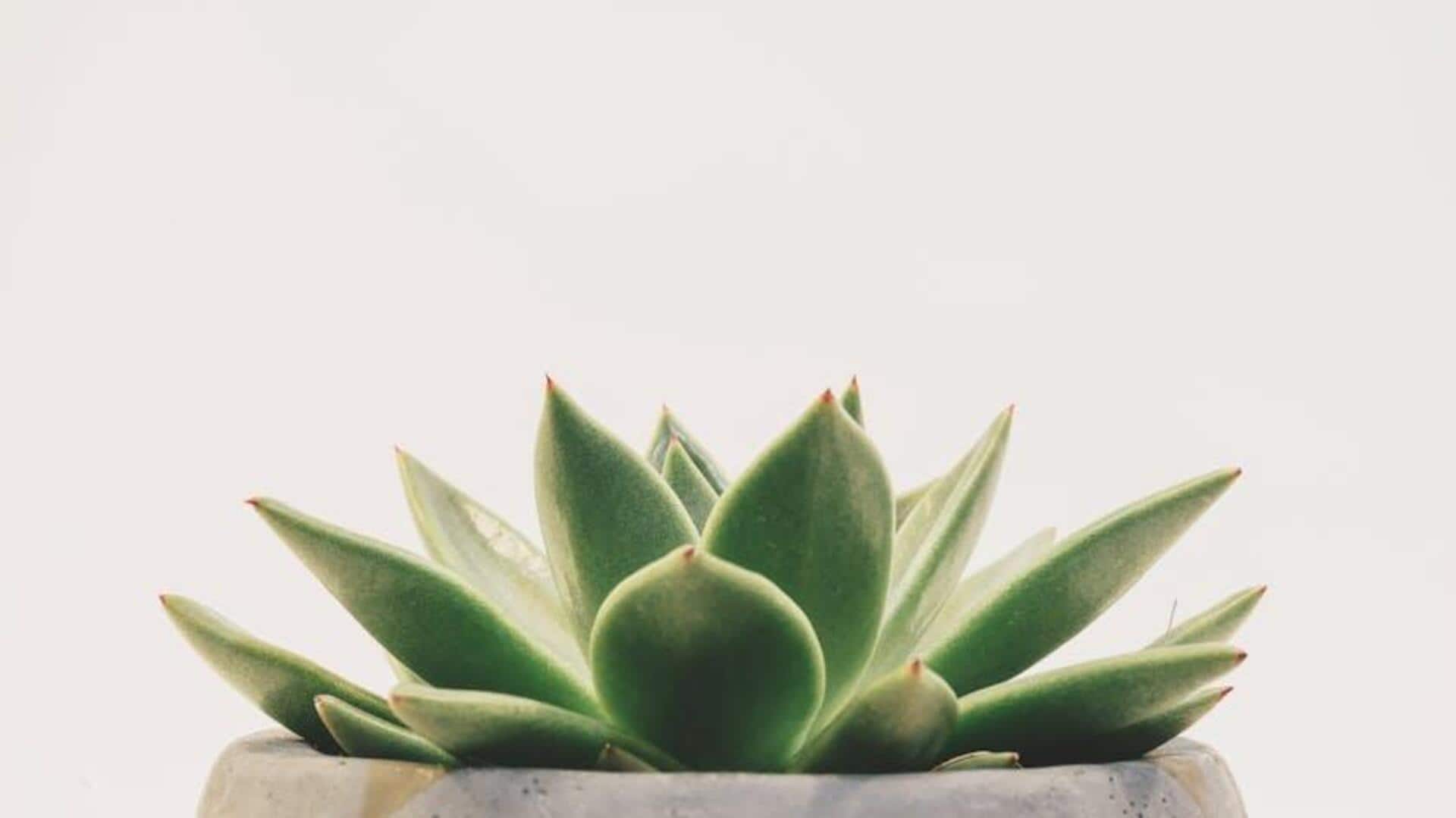 How to plant succulents that thrive How to plant succulents that thrive