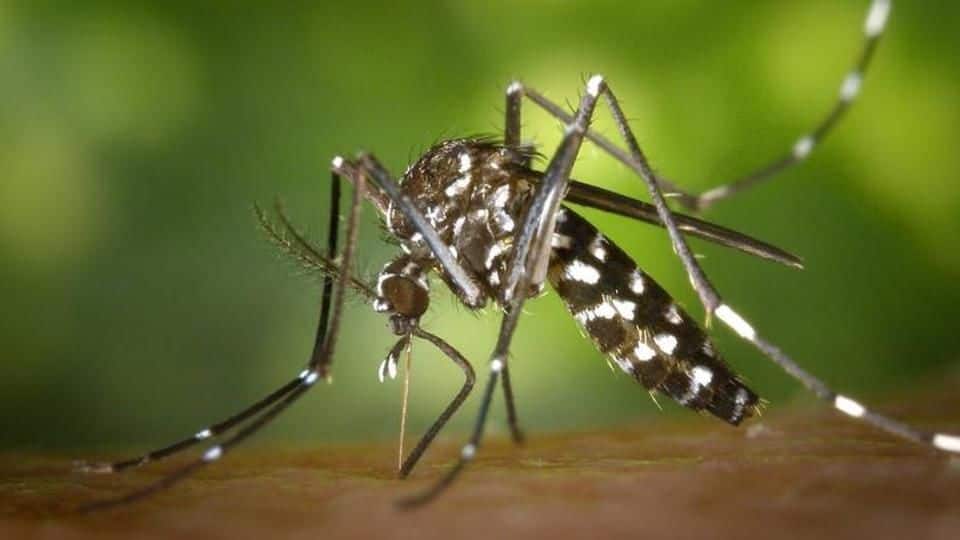 Dengue virus behind many fatal outbreaks discovered in India