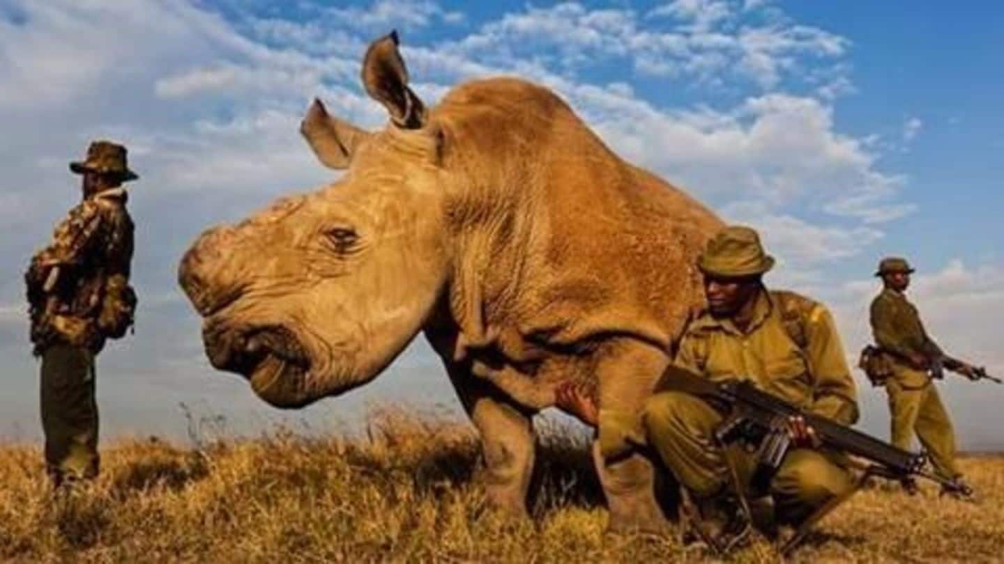 World's last northern male rhino joins Tinder to find mates