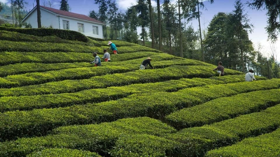 To revive its tea industry, West Bengal sheds anti-business image
