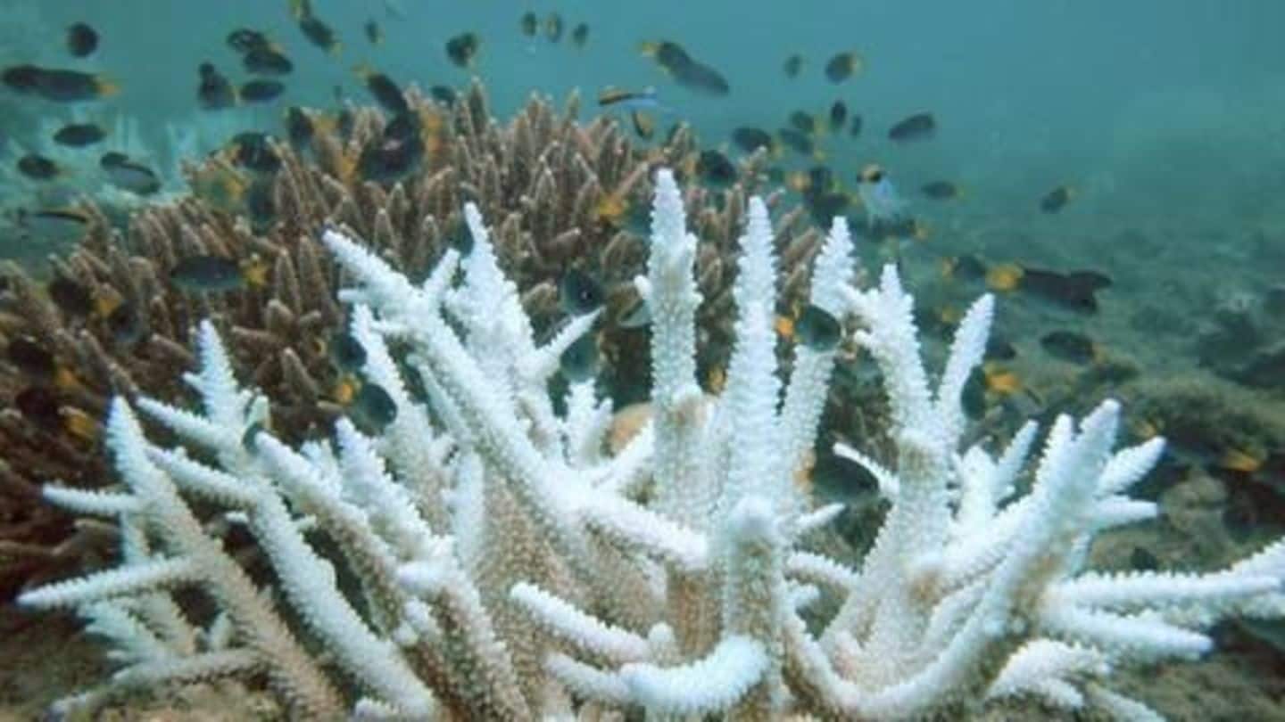 Great Barrier Reef: Two-thirds damaged in massive coral bleaching Great Barrier Reef: Two-thirds damaged in massive coral bleaching