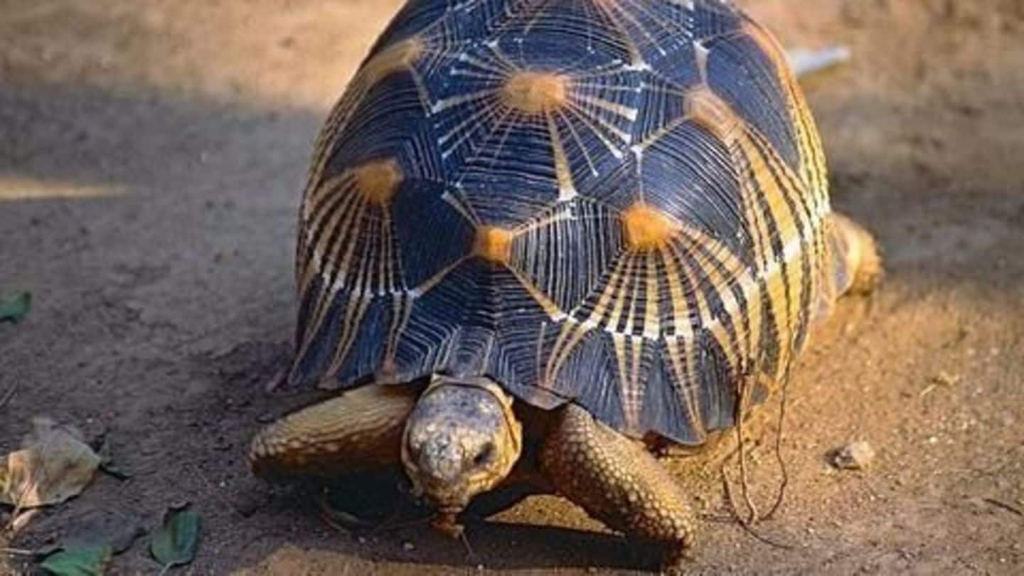 300 endangered tortoises worth $300,000 seized at Kuala Lumpur airport