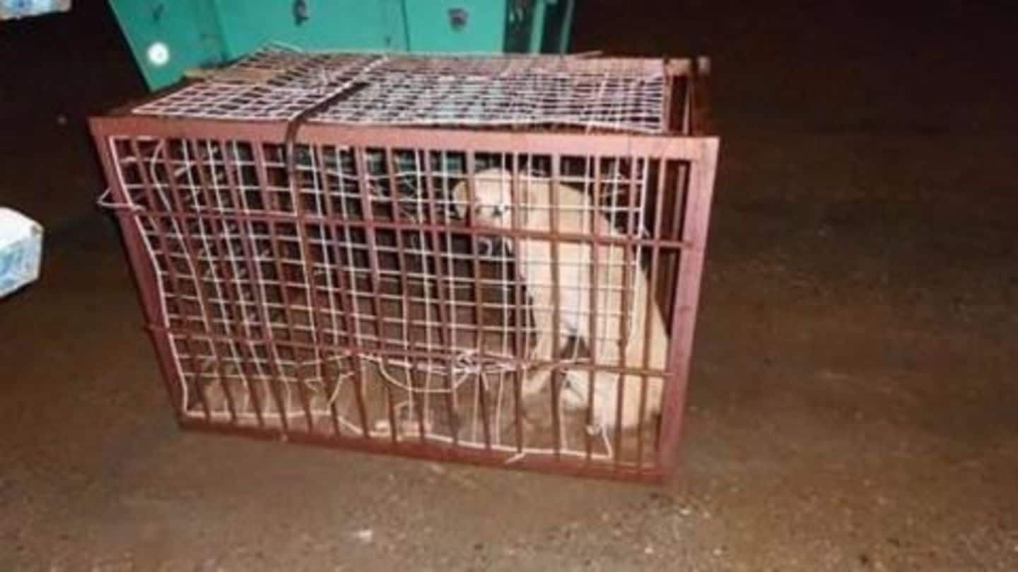 Tourists, beware of Indonesia's dog meat scam!
