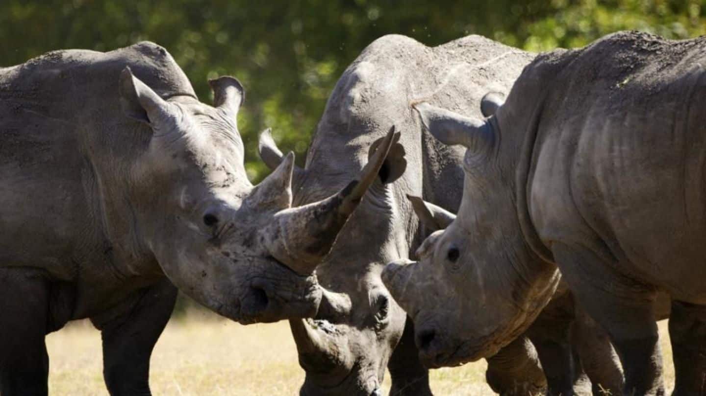 Is there any hope of the species' survival? Is there any hope of the species' survival?