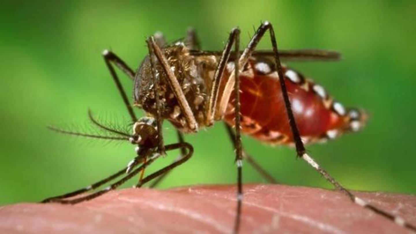 Delhi sees 3 more cases of dengue, toll reaches 15