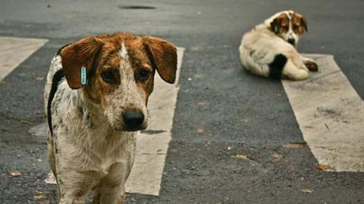 Mumbai: Dog critical after being assaulted with an iron rod