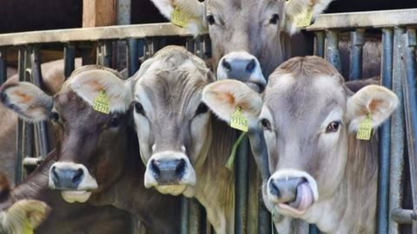 Manipur Assembly passes resolution against Centre's cow sale ban Manipur Assembly passes resolution against Centre's cow sale ban