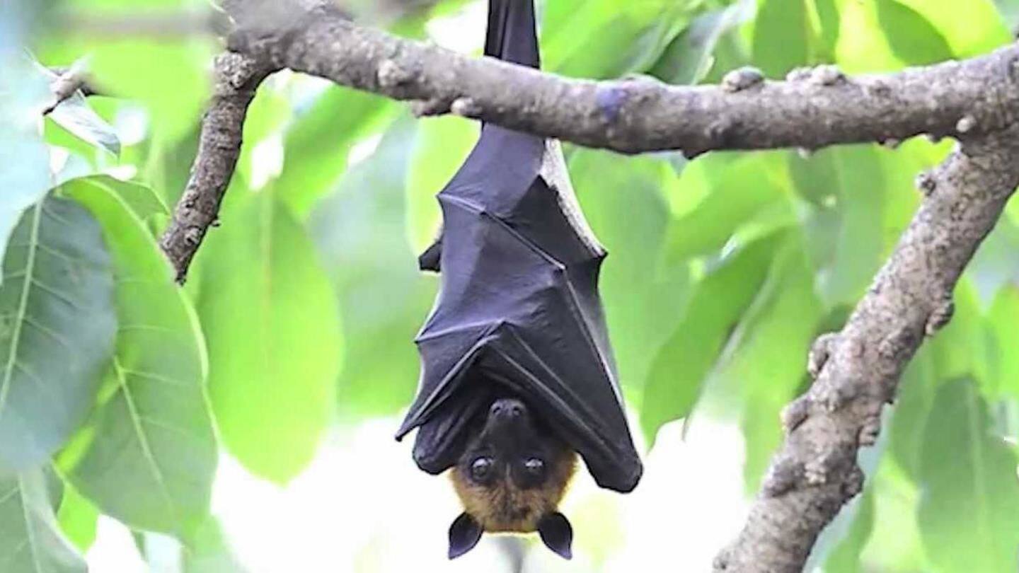 After first test failed, second confirms Nipah outbreak source