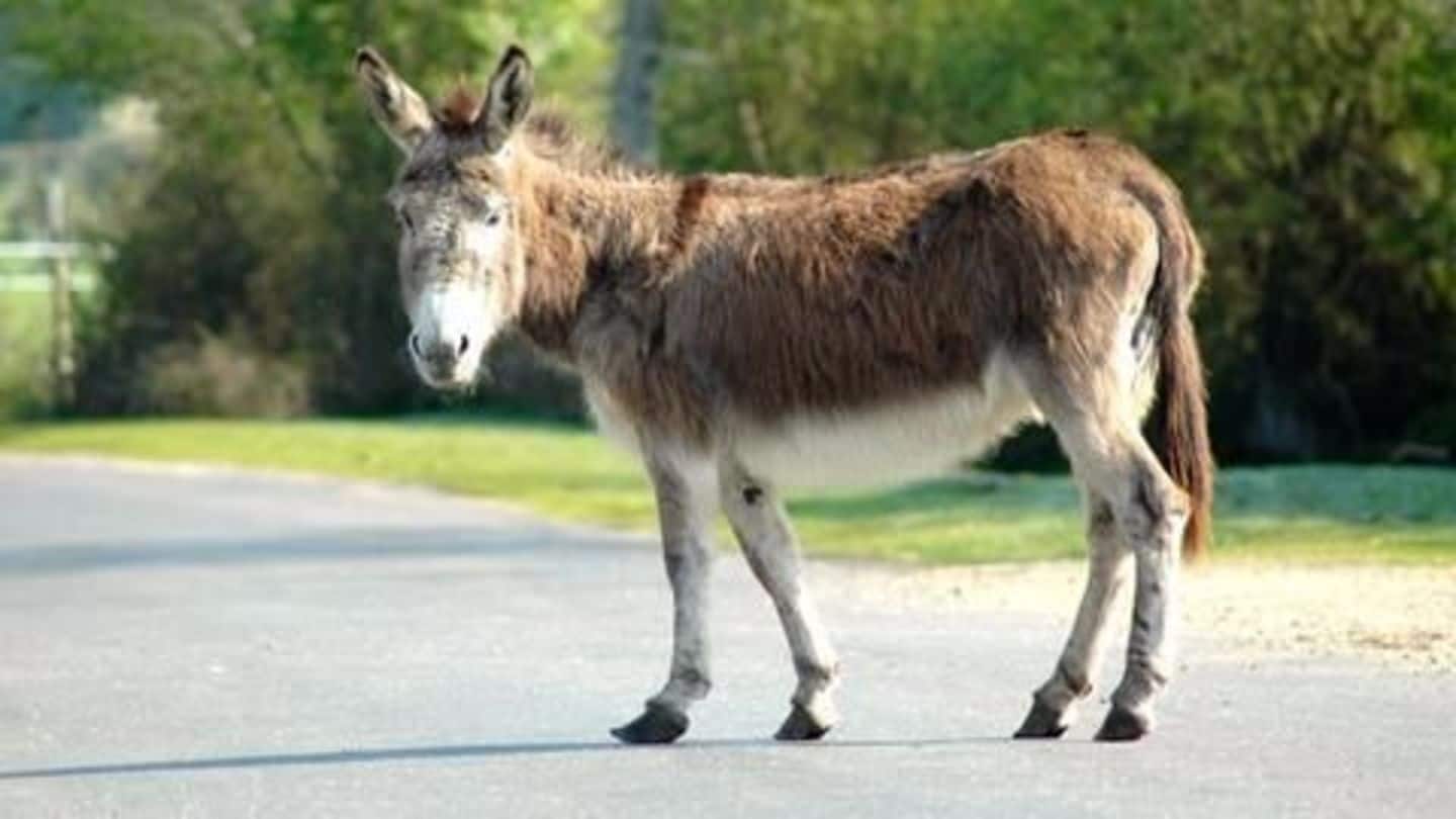 According to media, UP CM Adityanath dreams of "donkey-free" roads