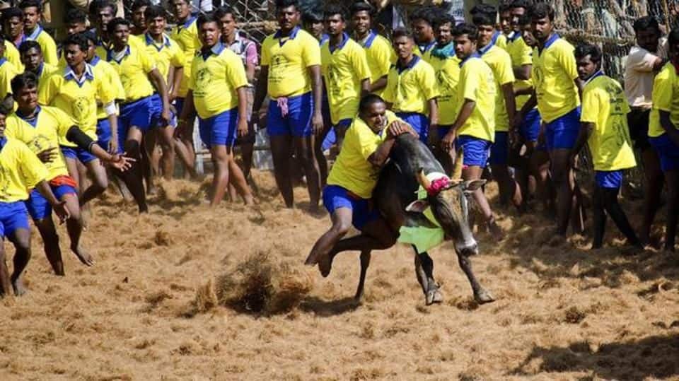 As SC hears case against Jallikattu, organizers plan IPL-style event