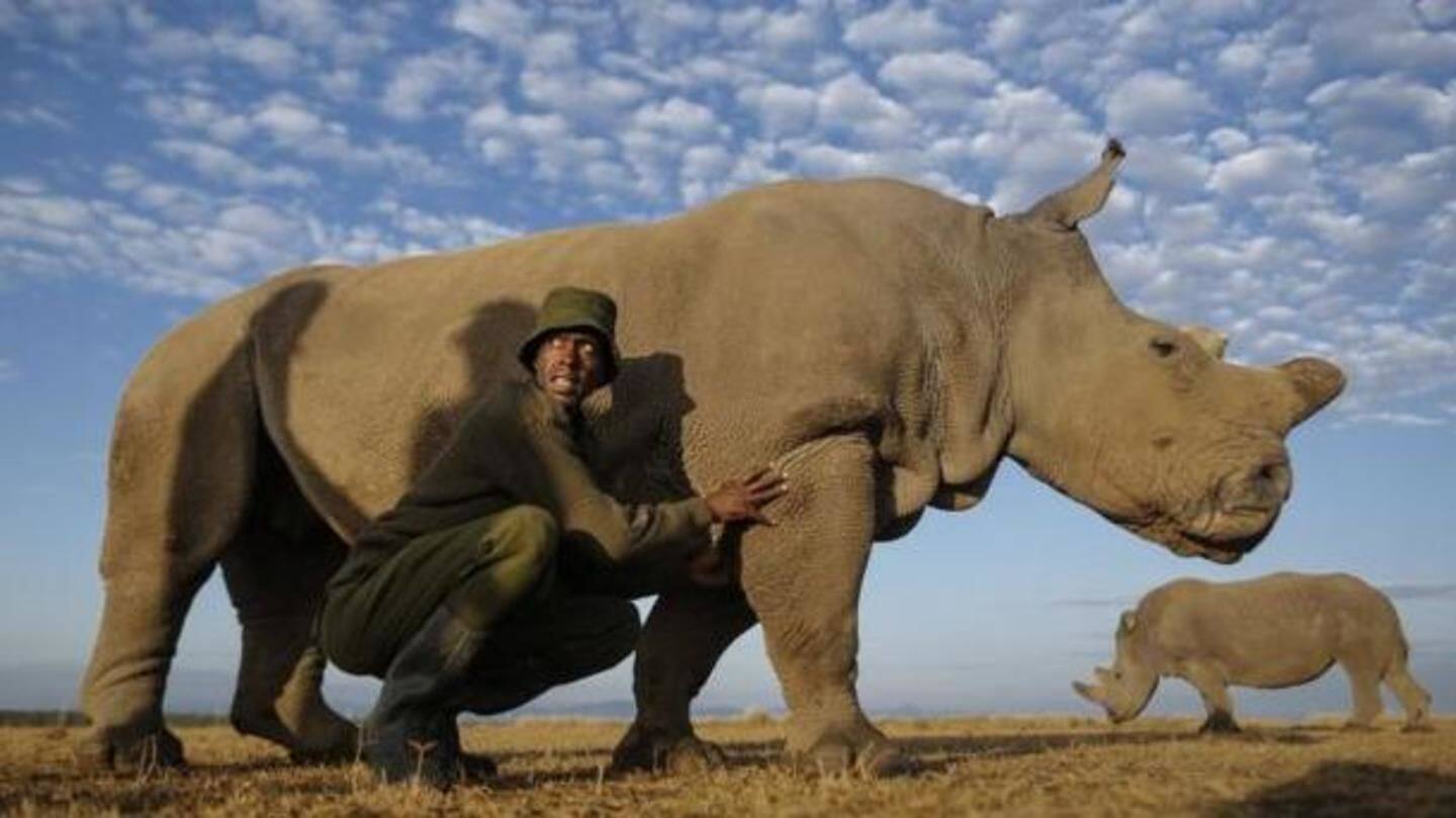 Sudan, the last northern white rhino born in the wild Sudan, the last northern white rhino born in the wild