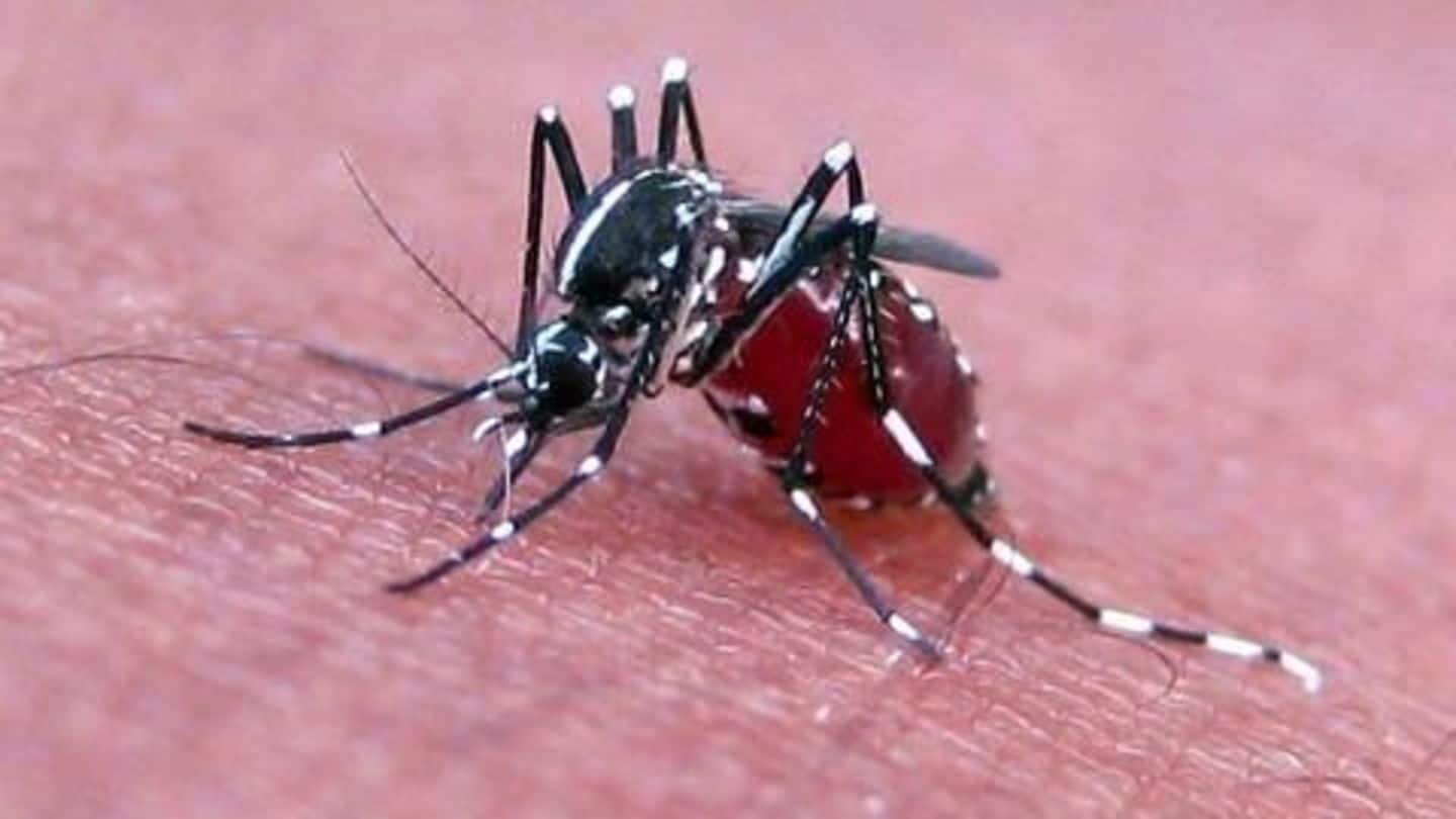 'Mosquitoes don't wait for meetings'- HC raps govt over dengue