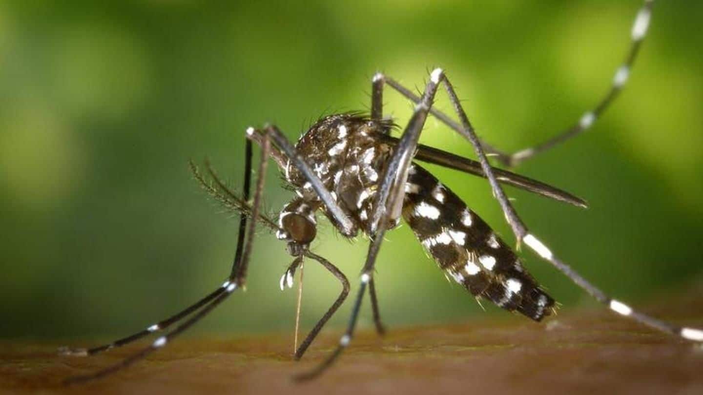 Malaria spreads through the female Anopheles mosquito Malaria spreads through the female Anopheles mosquito