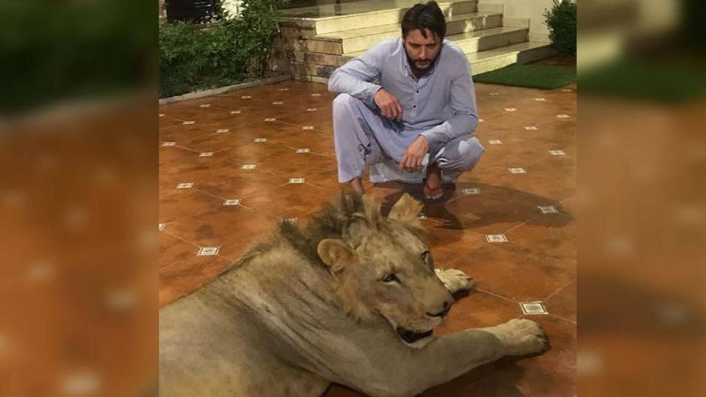 Shahid Afridi, why do you have a chained-lion at home?