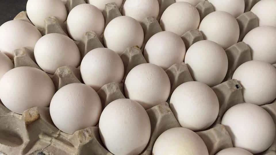 Egg prices sky-rocket across India. Will we get relief soon?