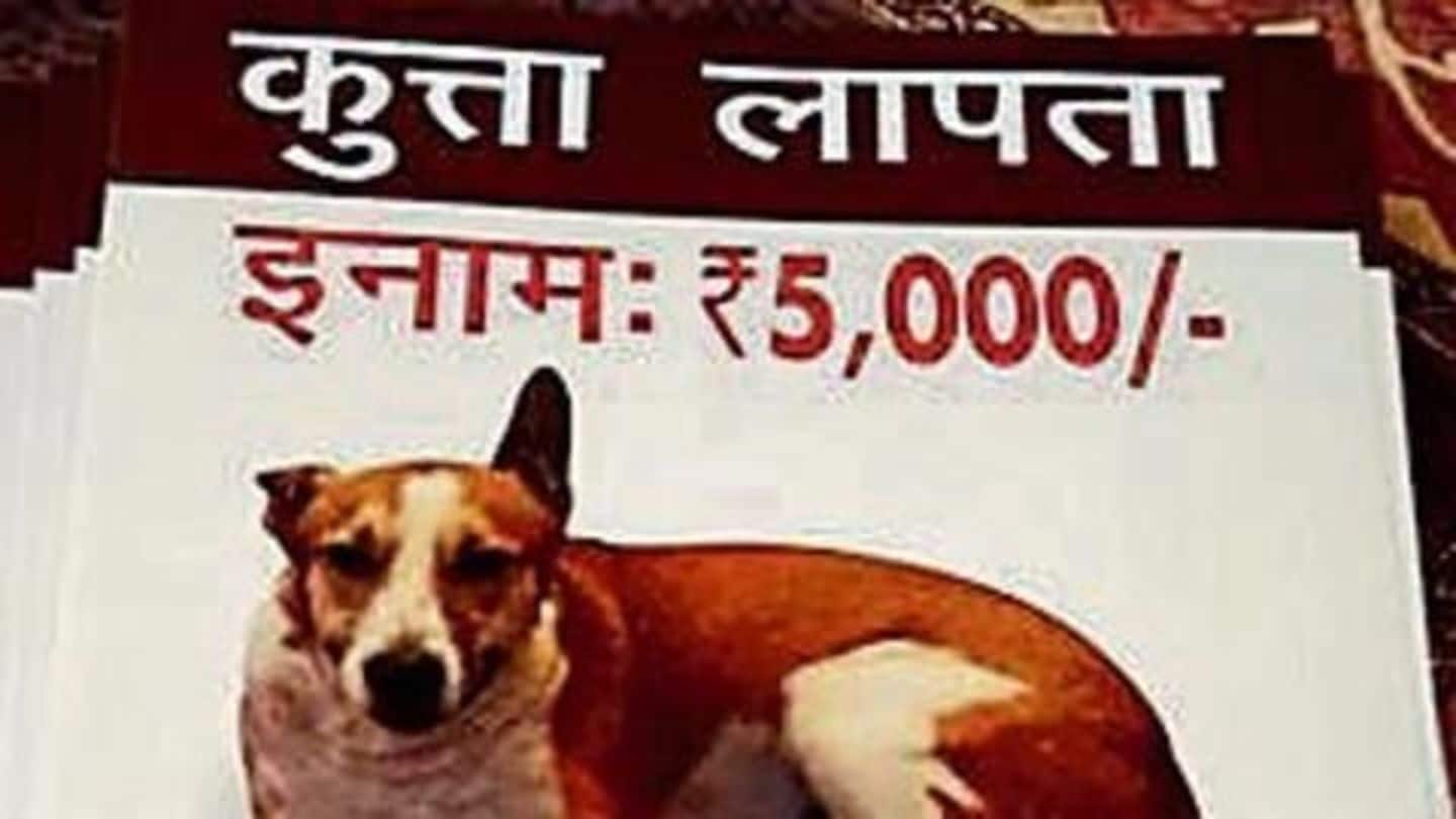 Gurugram's missing dogs ending up in momos, biryani, kebabs?