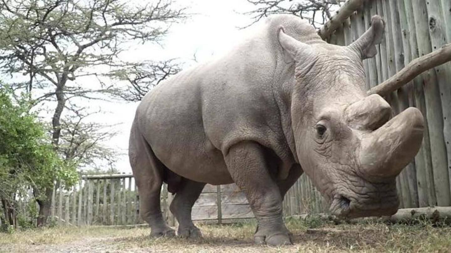 Sudan, the world's last male northern white rhino, is dead
