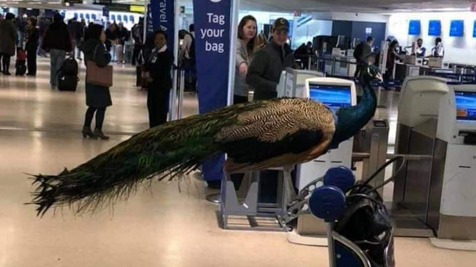 US woman wants "emotional support" peacock to fly with her