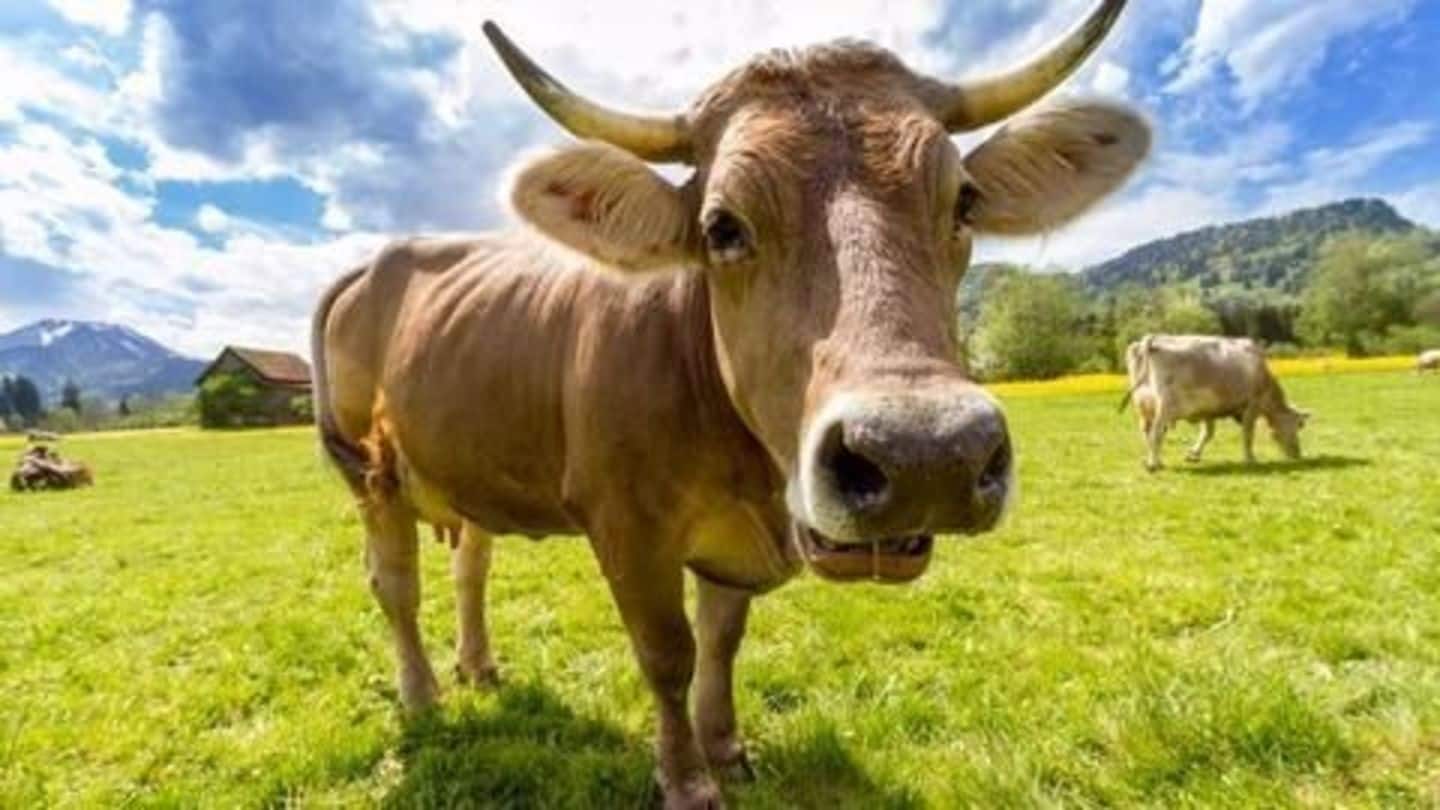 A boost to HIV research, thanks to cows!