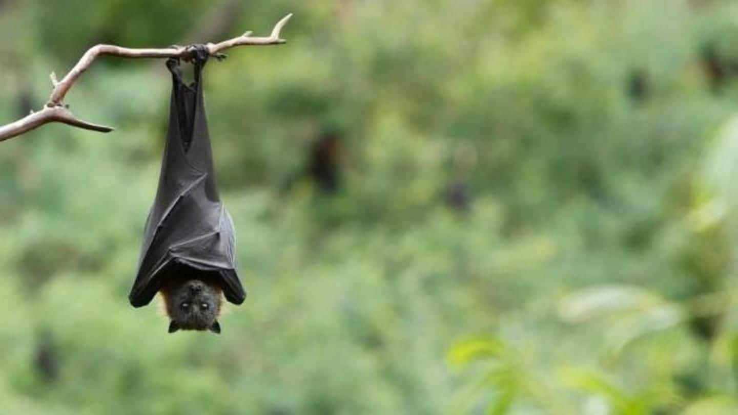 Ostracization, social media hoaxes, constant fear: The costs of Nipah