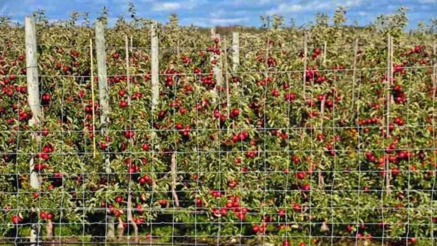 Locals thrilled about the steep rise in production and earnings Locals thrilled about the steep rise in production and earnings