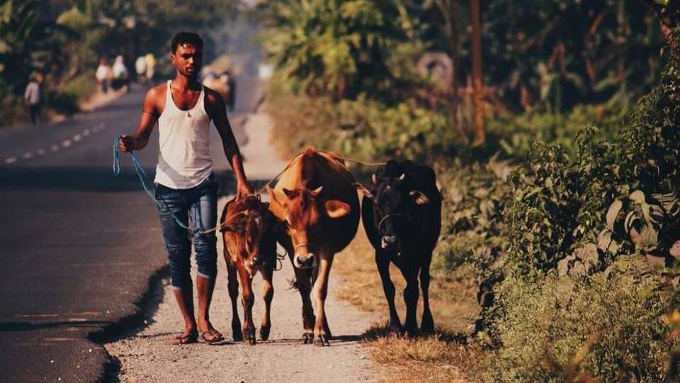 Rajasthan proposes stricter laws to check cow smuggling
