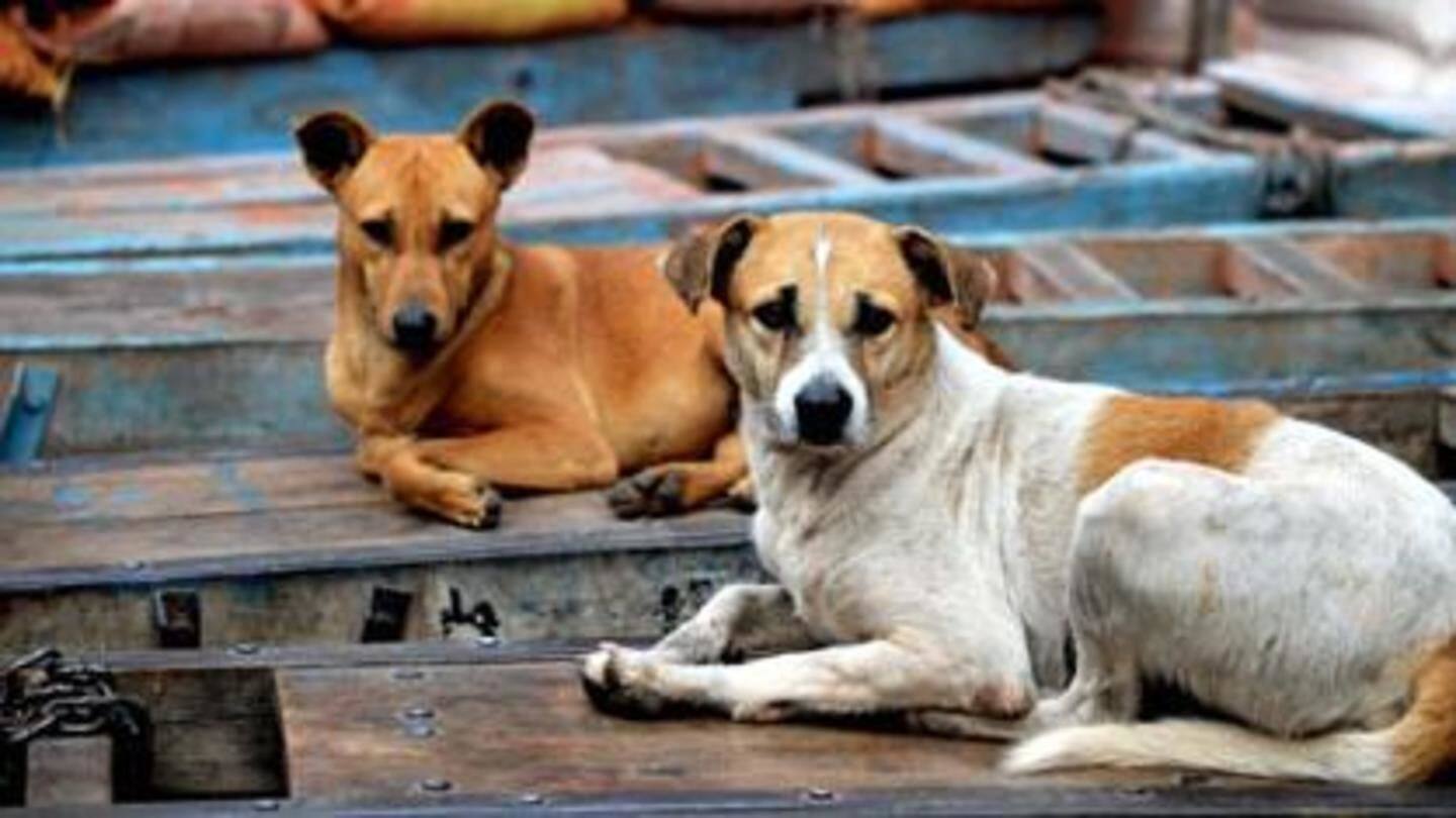 Kerala: How a dog saved its human family from disaster