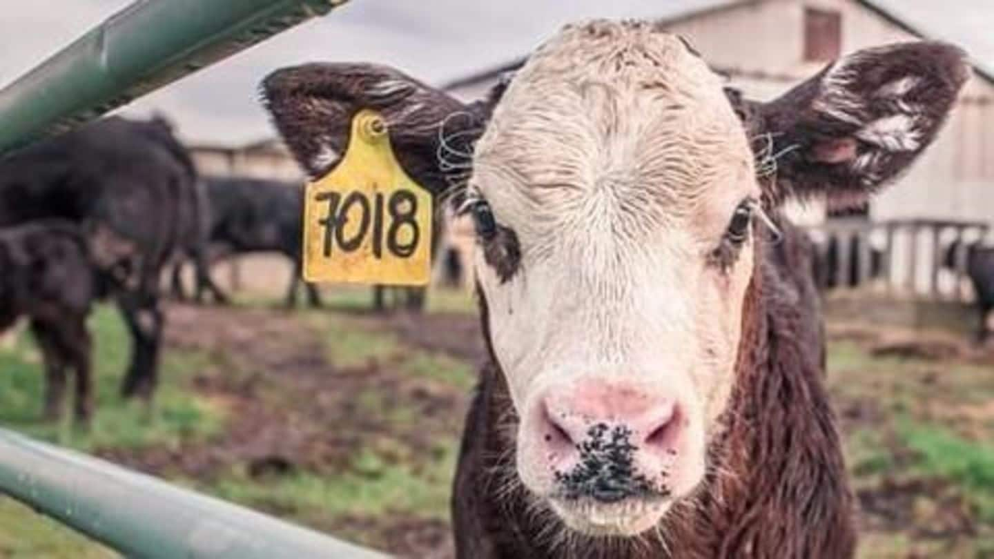 Cows paraded in Bengaluru in search of 'wanted' bovine