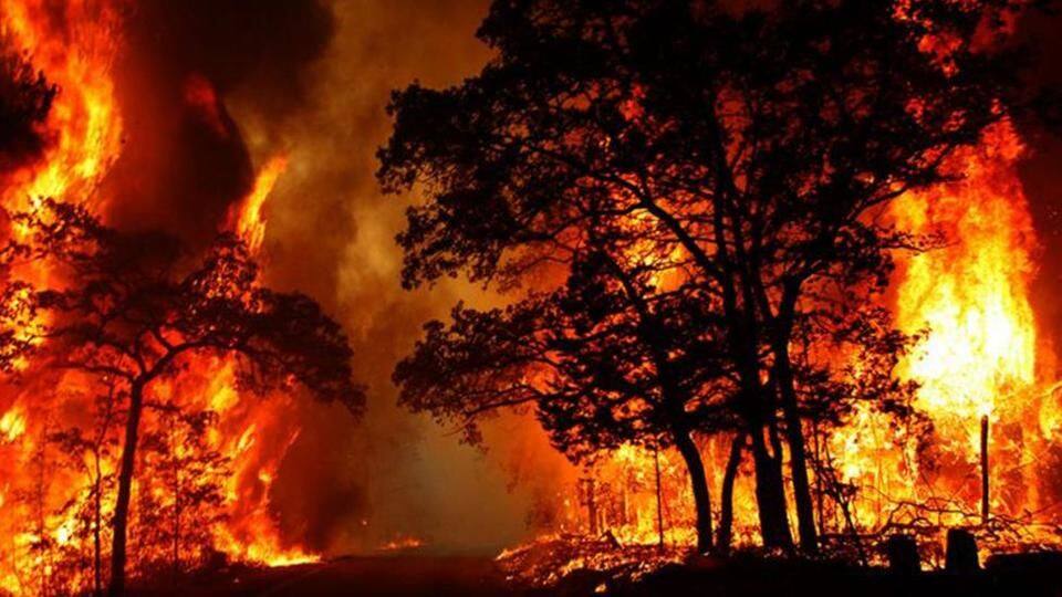 Tamil Nadu: Atleast 9 killed in forest fire, many trapped