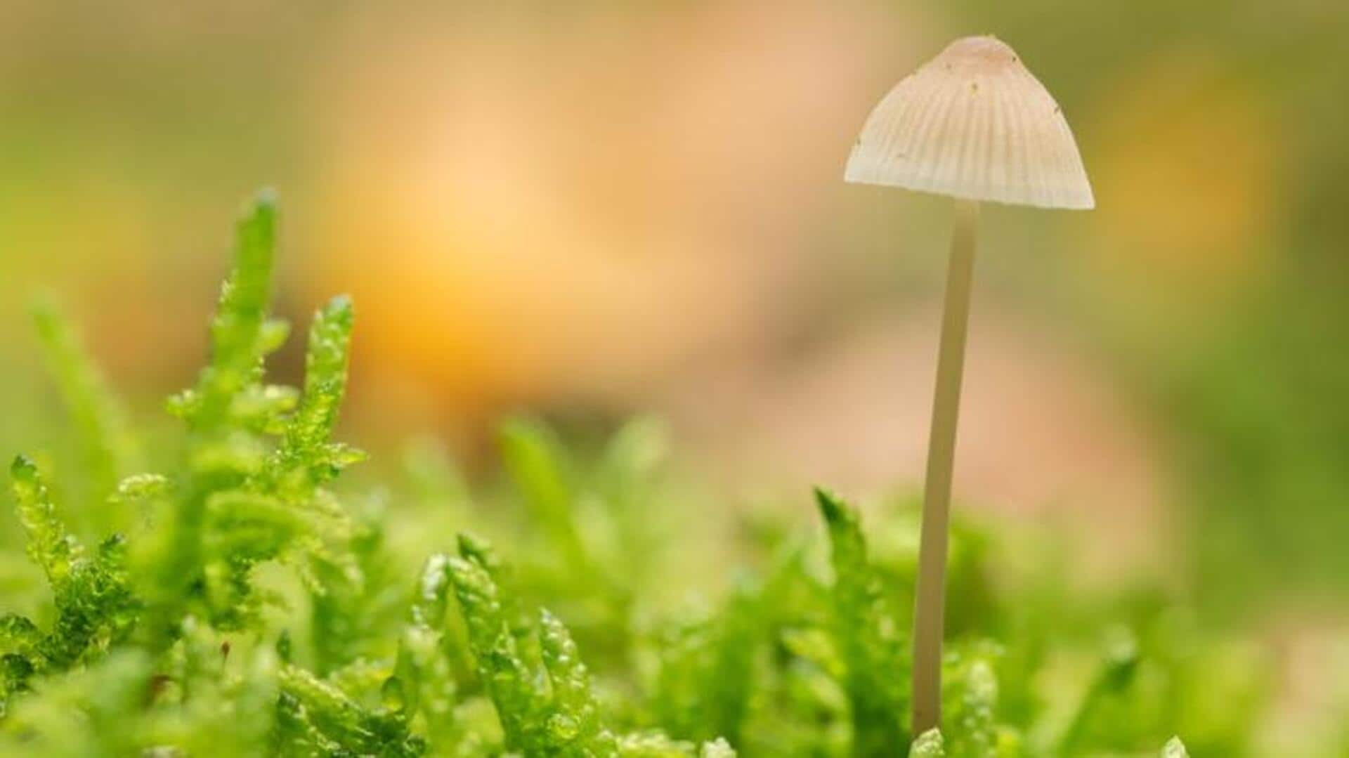 Growing gourmet mushrooms on kitchen counter logs