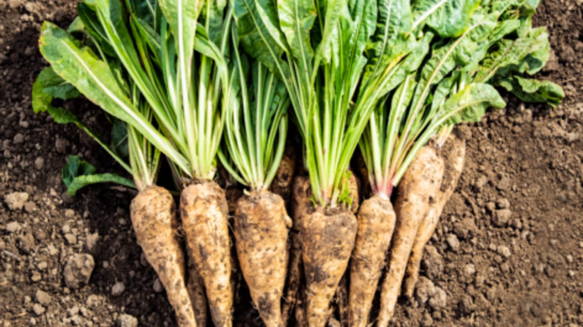 Chicory roots: A superfood you didn't know you needed Chicory roots: A superfood you didn't know you needed