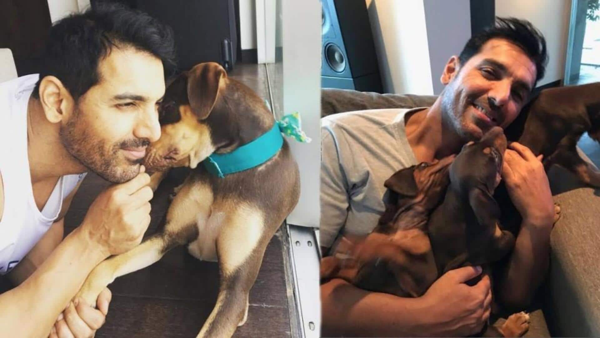 John says, 'dogs are Delhiites, too' in letter to CJI