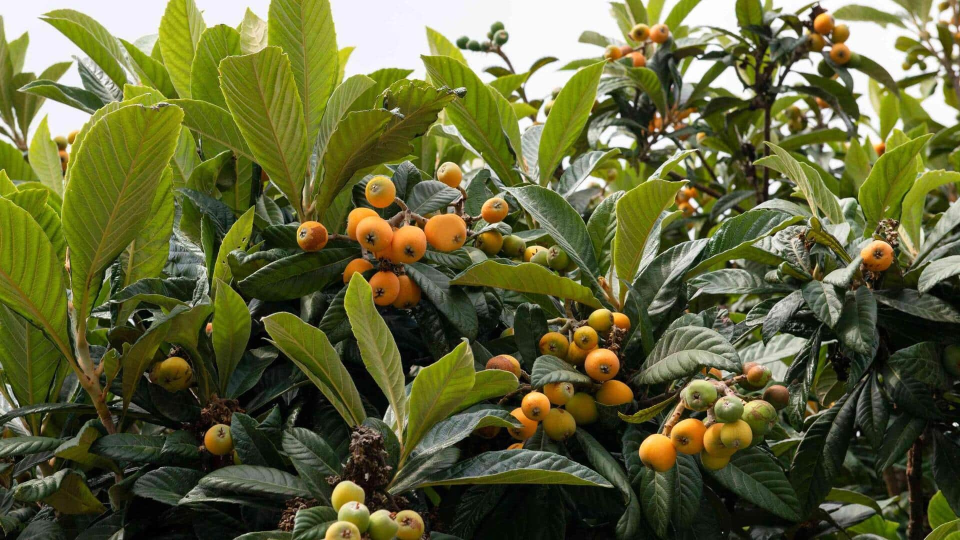 How to grow loquat trees in your garden