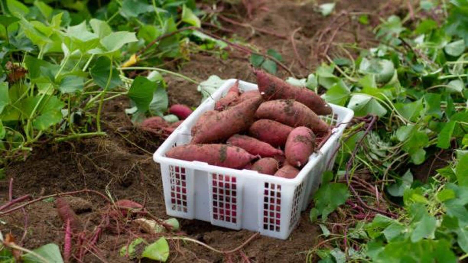 How yam farming supports local communities How yam farming supports local communities