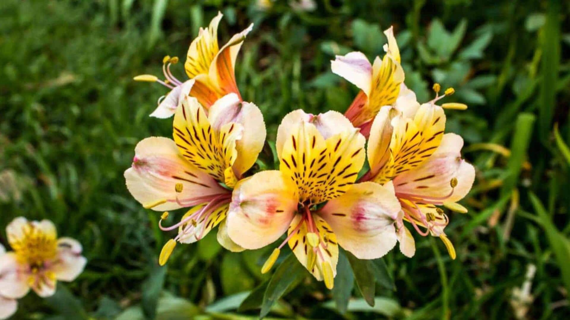 Alstroemeria care made easy: 5 maintenance tips to note