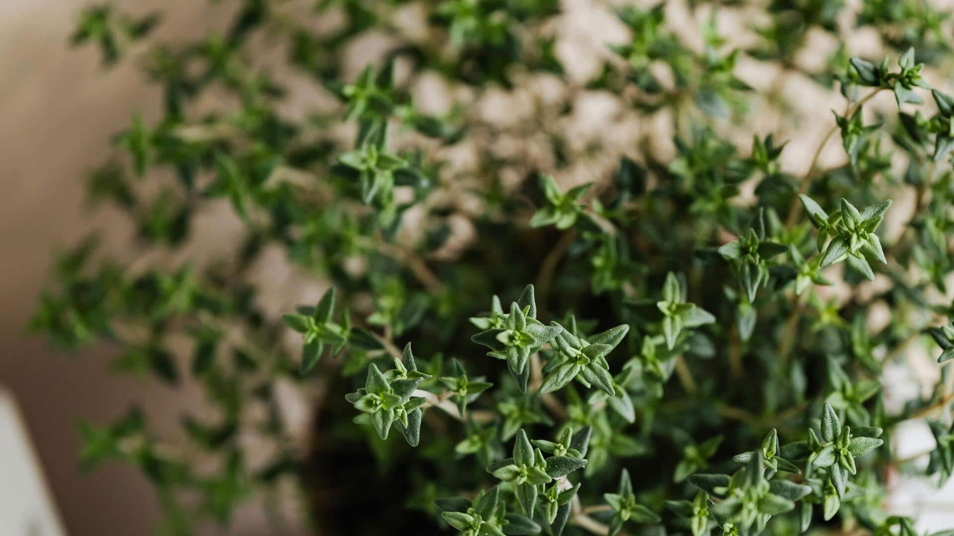 How to grow thriving thyme plants indoors