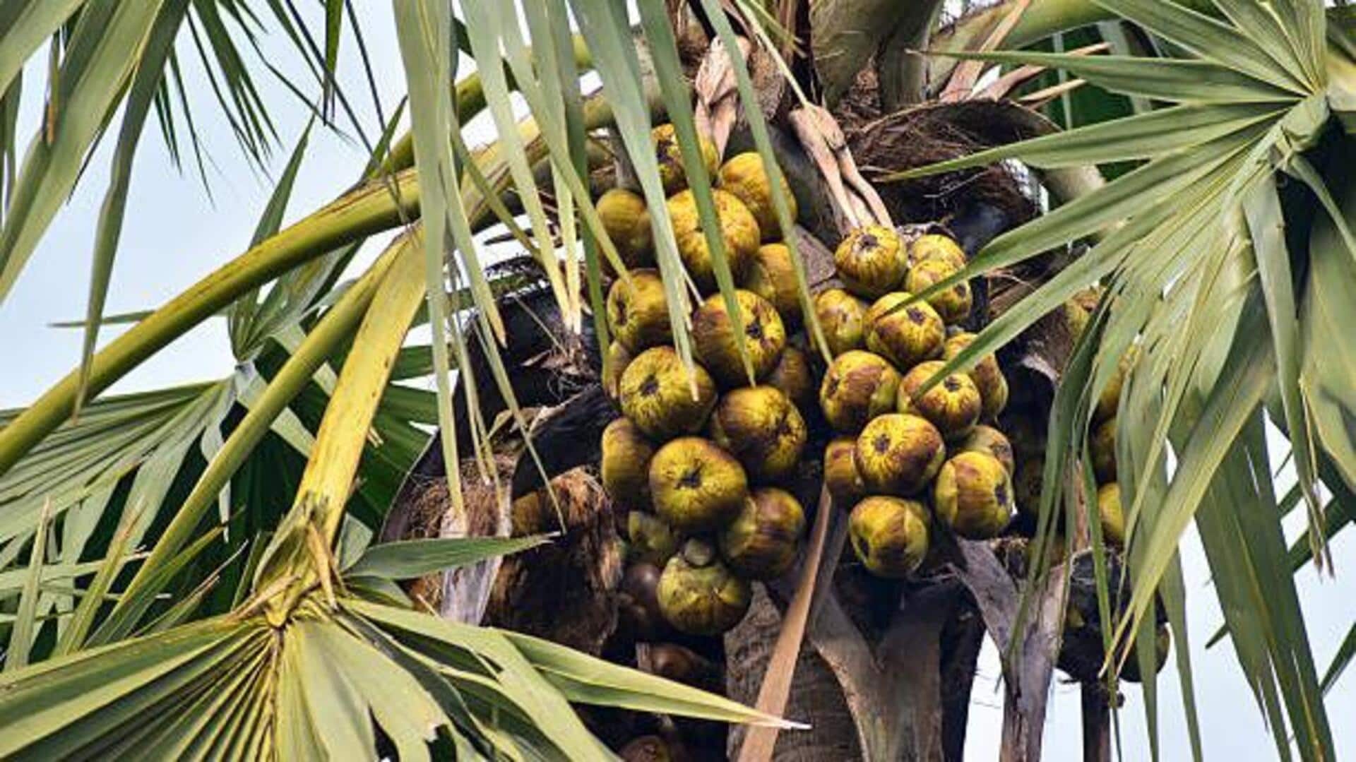 Doum palm seeds: Nutrition, benefits, and uses
