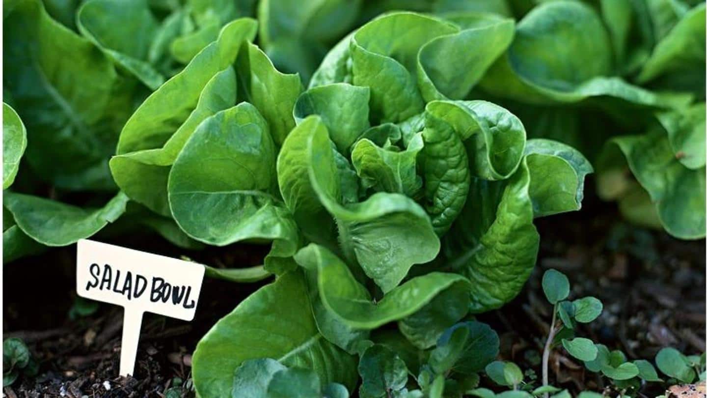 5 leafy greens you can grow on your balcony
