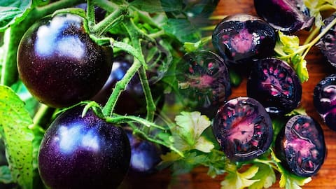US gardeners are growing purple tomatoes! Know their making, benefits