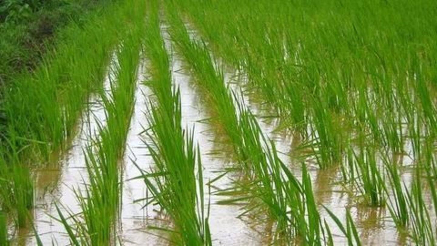 Early onset of monsoons: Kharif crop sowing receives a boost