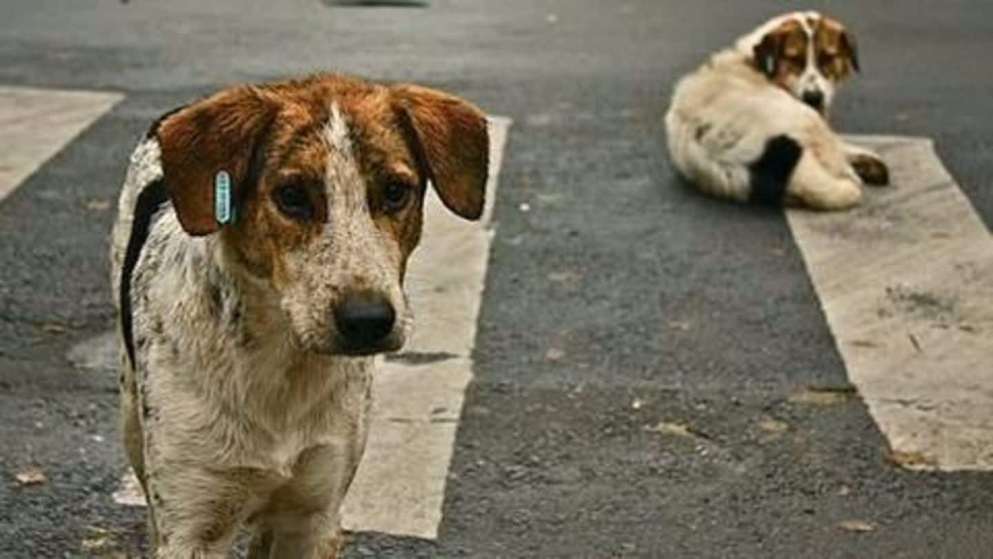 Public Health v/s Animal Rights: India's stray dog dilemma