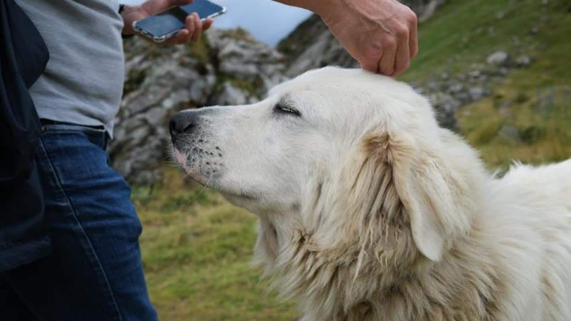 Great Pyrenees climate adaptation tips