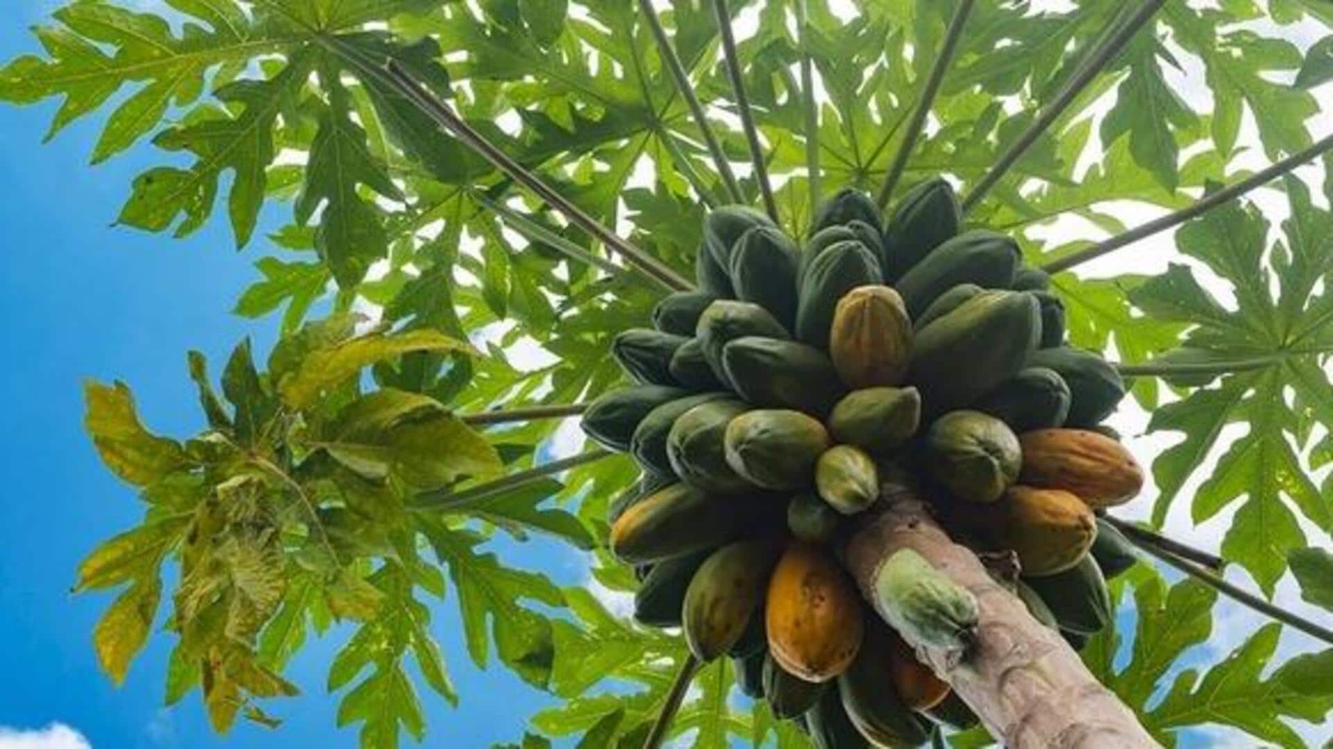 How to grow papaya trees at home How to grow papaya trees at home