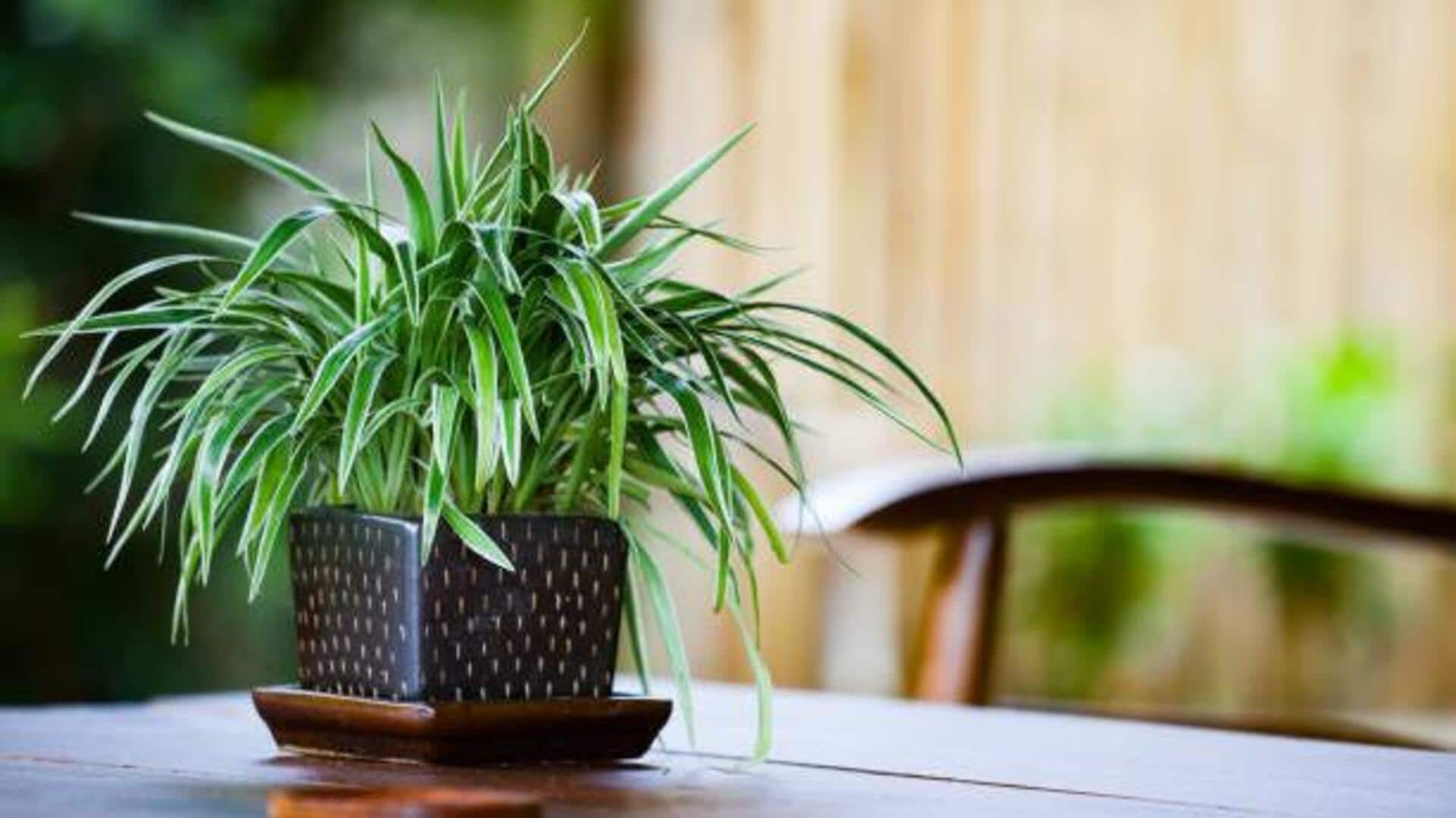 Spider plant care 101: 5 tips for healthy growth Spider plant care 101: 5 tips for healthy growth