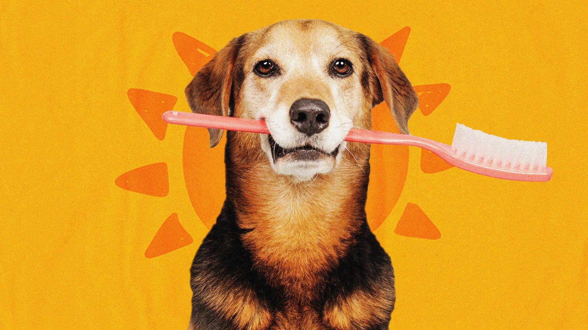 Petcare mistakes to avoid this summer