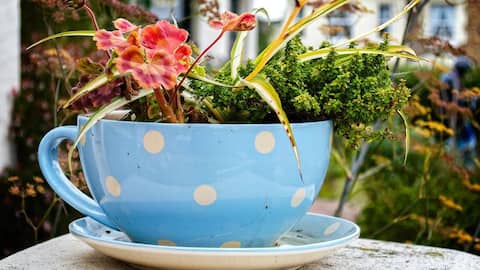 Grow these small plants in a cup