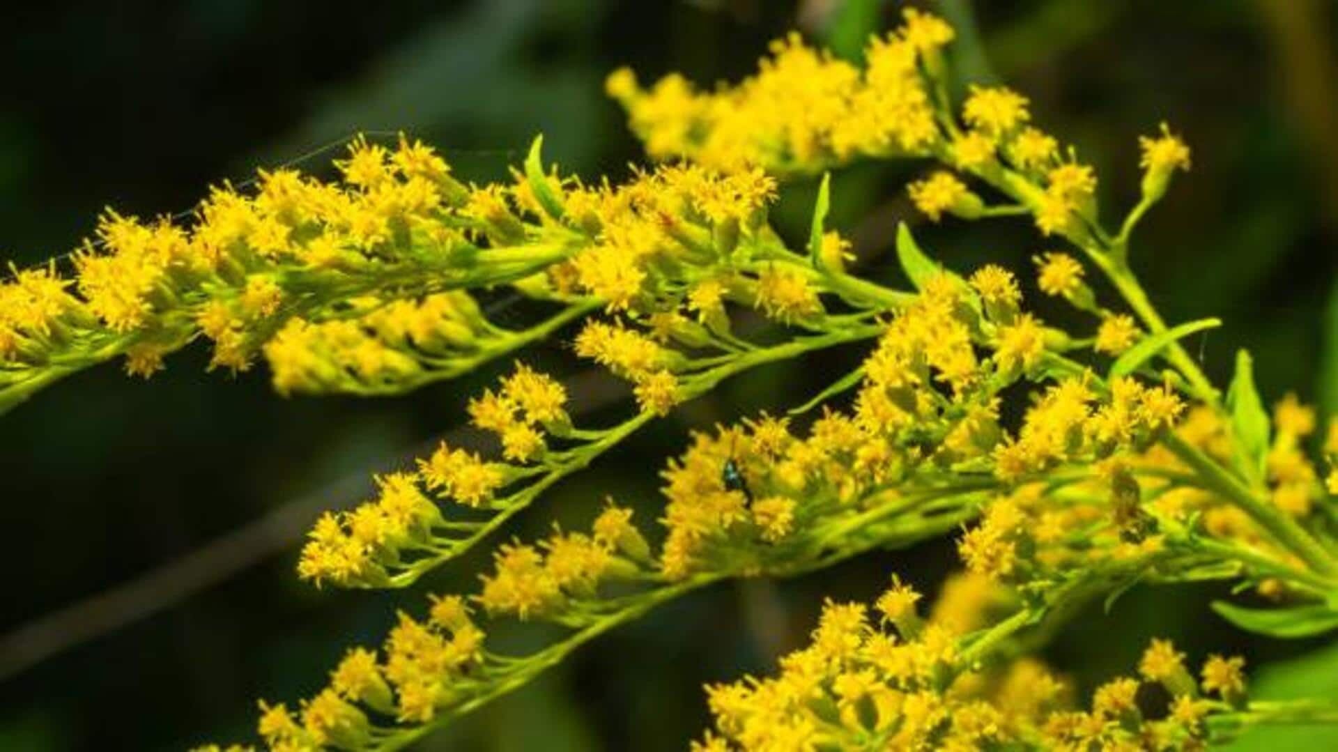 Elevating glow with goldenrod flower radiance