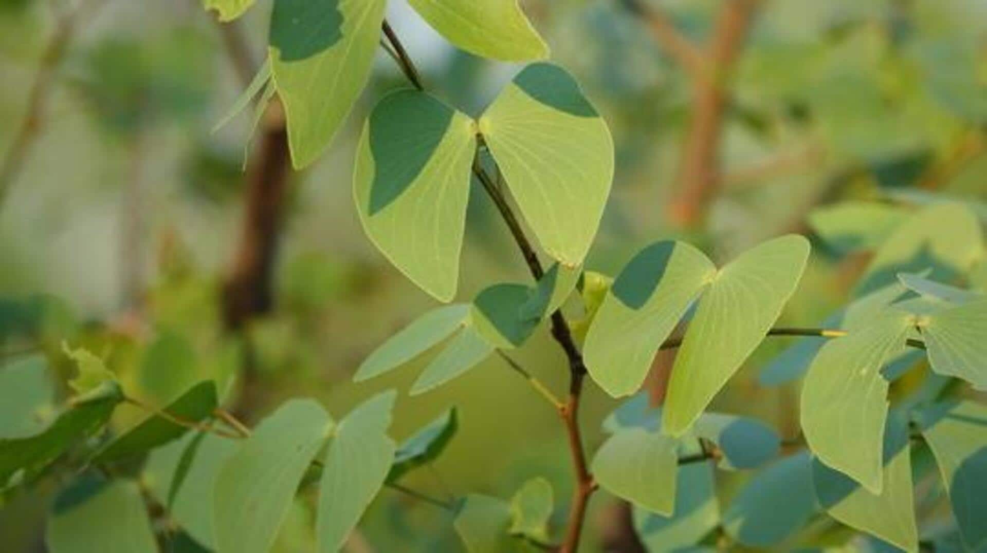 Mopane leaves: A superfood you may not know about Mopane leaves: A superfood you may not know about
